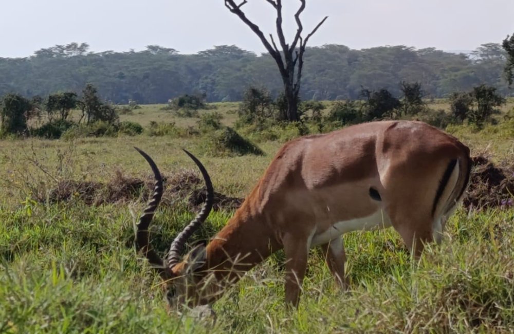 CESTOVATEĽSKÝ KLUB - KEŇA